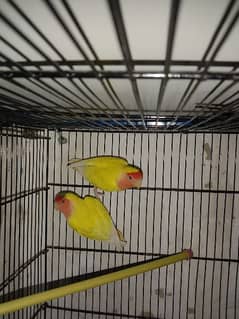 love birds chicks are available for sale 0