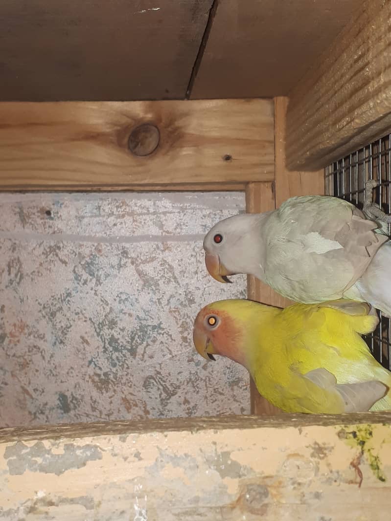love birds chicks are available for sale 4