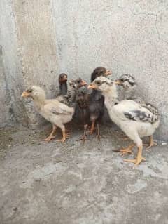 aseel chicks for sale
