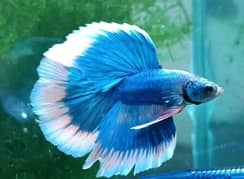 Exclusive Eid Discounts on all Bettas! (all Pakistan delivery)