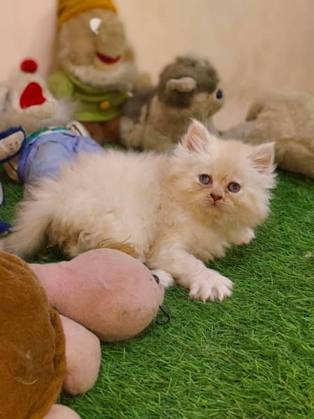 Persian kitten fluffy High quality 3