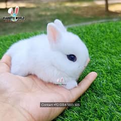 Imported rabbit Dwarf Hotot / Lionhead / Holland lop fancy bunny