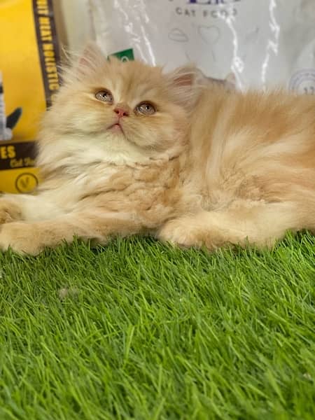Extremely High Quality Persian Kittens Available 1