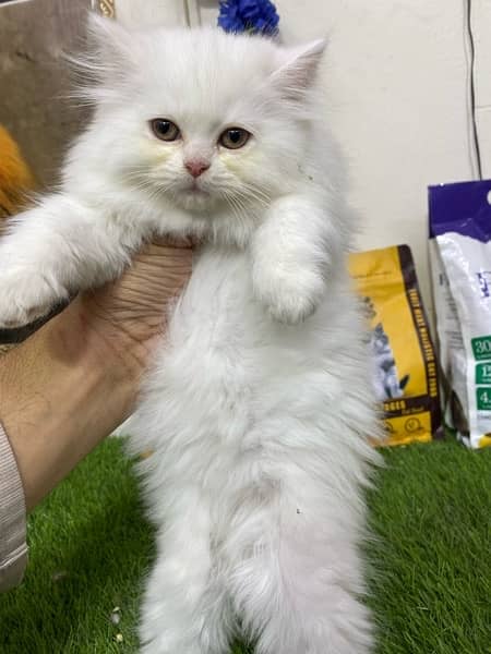 Extremely High Quality Persian Kittens Available 2