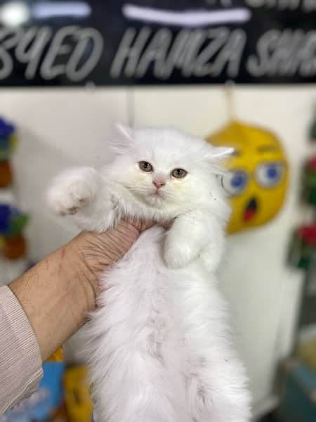 Extremely High Quality Persian Kittens Available 4