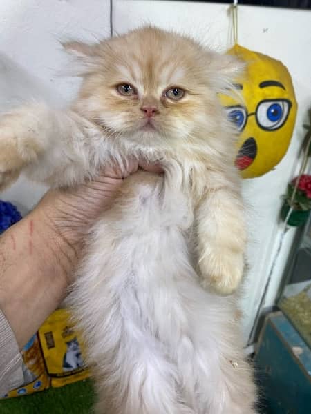 Extremely High Quality Persian Kittens Available 8