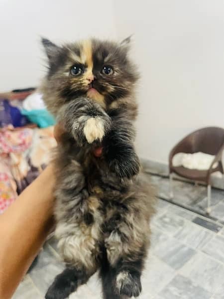 Extremely High Quality Persian Kittens Available 9