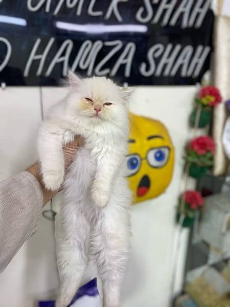 Extremely High Quality Persian Kittens Available 12