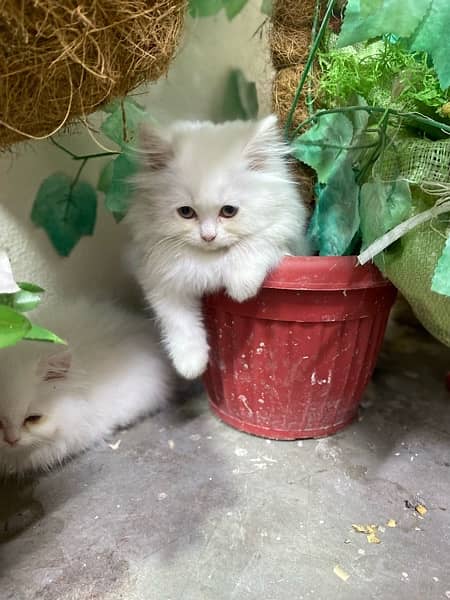 Extremely High Quality Persian Kittens Available 14