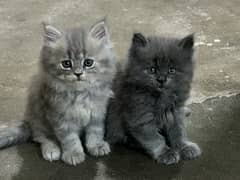 beautiful triple coat l Persian kitten, healthy   , litter trained