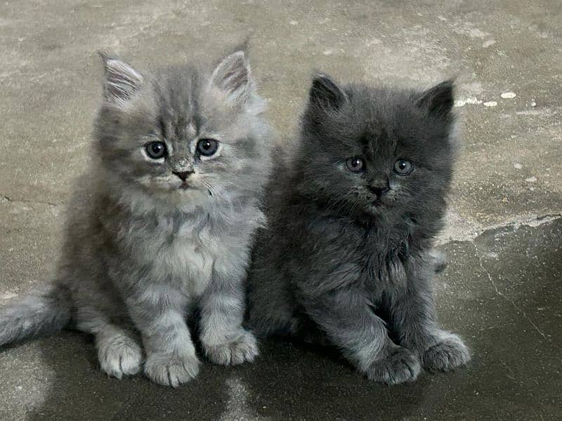 beautiful triple coat l Persian kitten, healthy   , litter trained 0