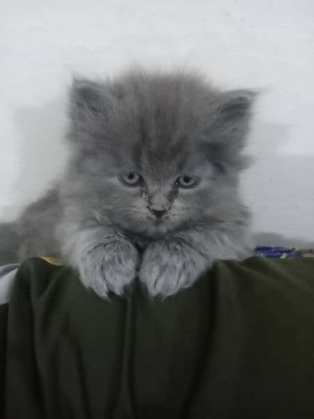 beautiful triple coat l Persian kitten, healthy   , litter trained 1