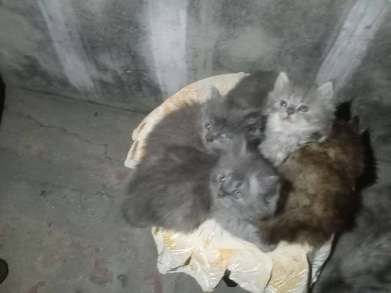 beautiful triple coat l Persian kitten, healthy   , litter trained 2