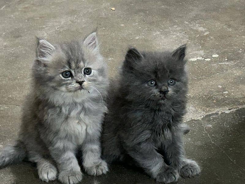 beautiful triple coat l Persian kitten, healthy   , litter trained 3