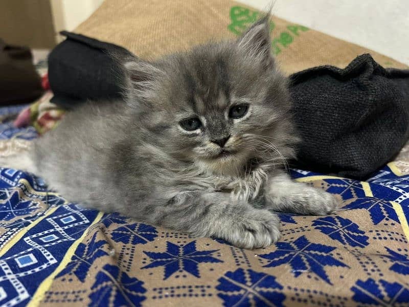 beautiful triple coat l Persian kitten, healthy   , litter trained 4
