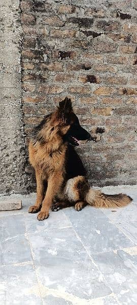German Shepherd Dog 13