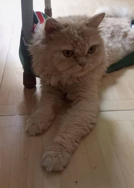 Persian Punch Faced Male Cat for Sale 1