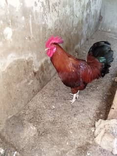 1 Rooster (Desi Bara Murgha)