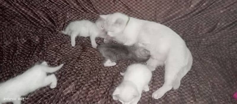 WHITE CAT WITH 4 BABES 1