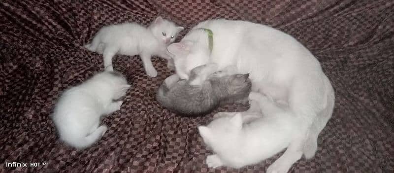 WHITE CAT WITH 4 BABES 2