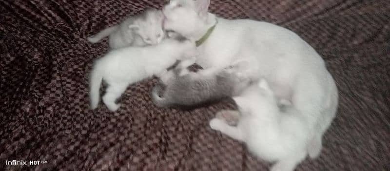 WHITE CAT WITH 4 BABES 3