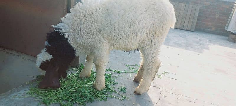 Desi Sheep 04 Month Age 1
