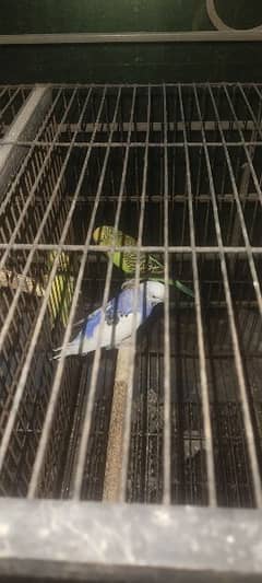 1 pair and 1 male Australia parrot with big cage  for urgent sale
