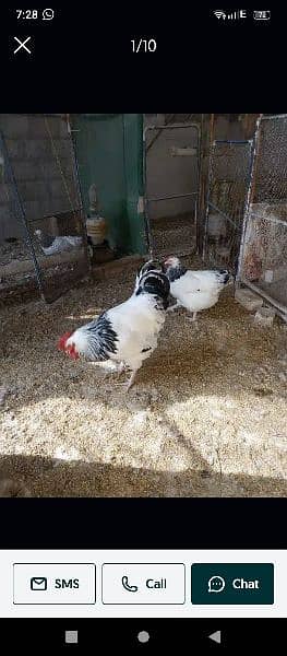 Sussex & Plymouth Fertile Eggs Available 0