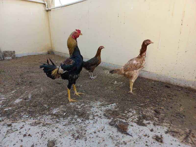 i am selling my hens 3