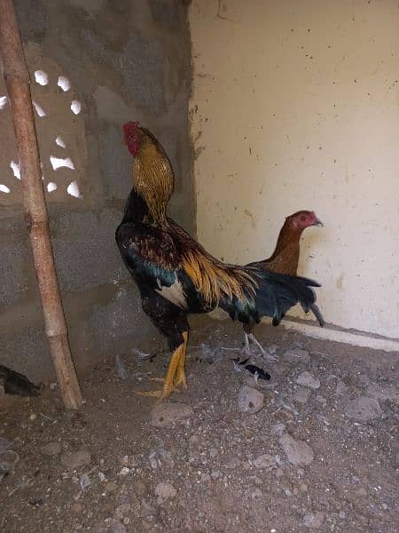 i am selling my hens 4