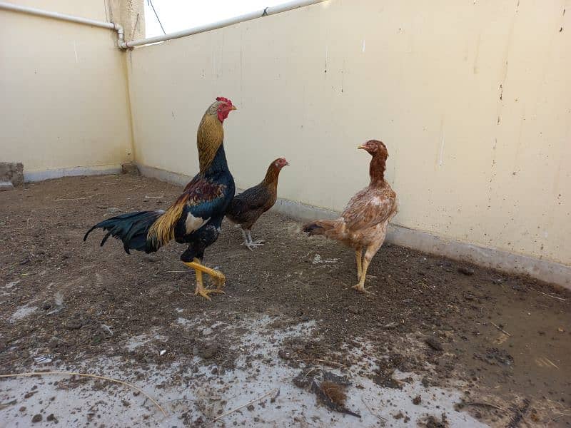 i am selling my hens 5