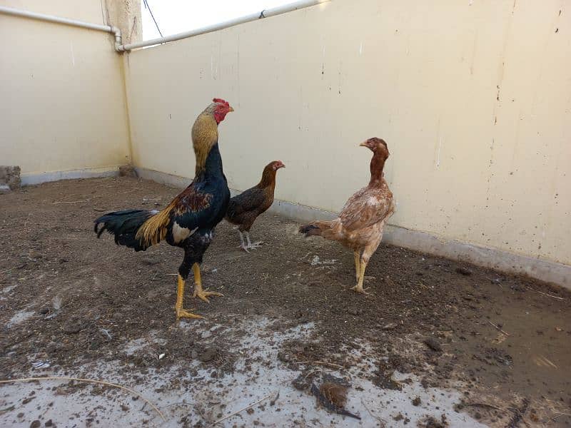 i am selling my hens 10