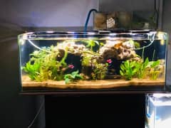 Aquarium Full setup Planted