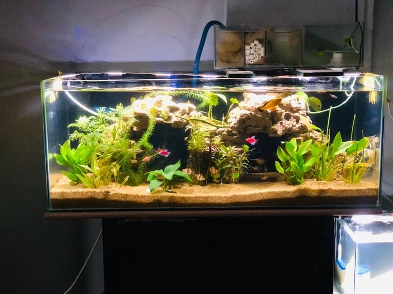 Aquarium Full setup Planted 0