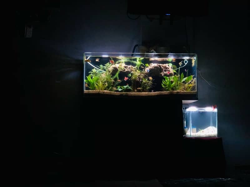 Aquarium Full setup Planted 1