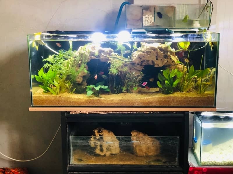 Aquarium Full setup Planted 2