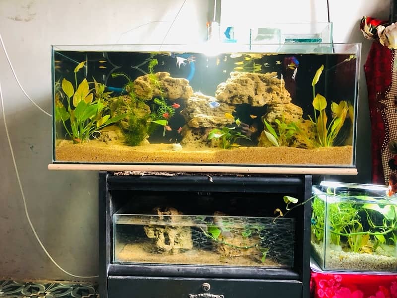 Aquarium Full setup Planted 3