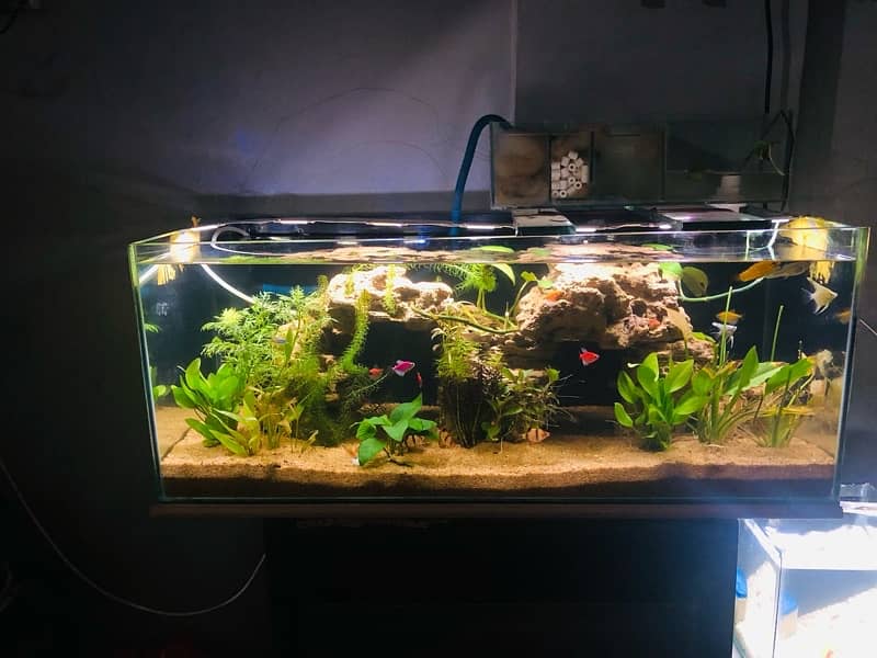 Aquarium Full setup Planted 4