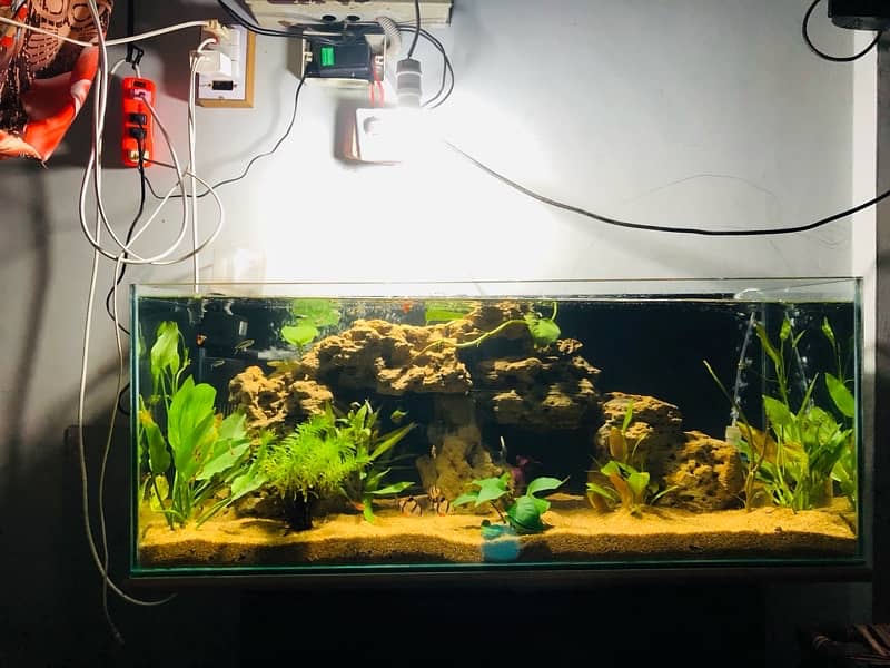 Aquarium Full setup Planted 5