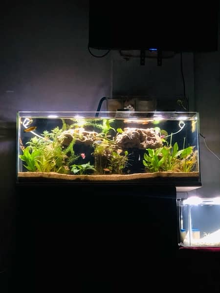 Aquarium Full setup Planted 6