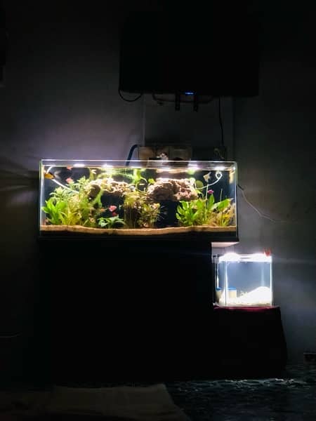 Aquarium Full setup Planted 7