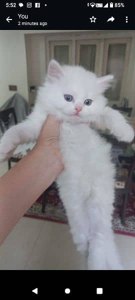 White kitten 0