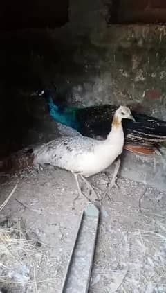 Black Shoulder Male And White Peacock Female