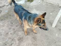 GSD for sale