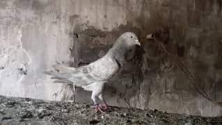 saleti indian pigeon