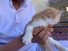 4 persians cats kids 2 months
