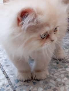 Persian kitten/Semi Punch face/Triple Coat