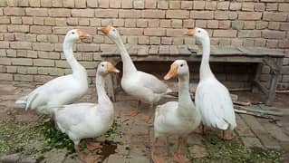5 long neck duck, 10small Duck