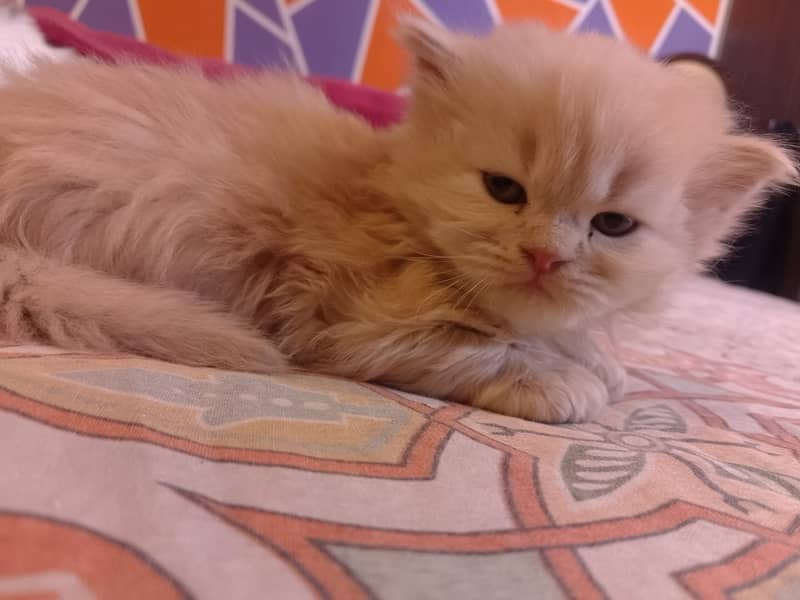 Pure Persian high quality kitten 0