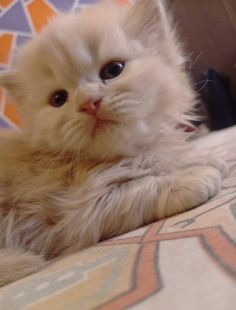 Pure Persian high quality kitten 3